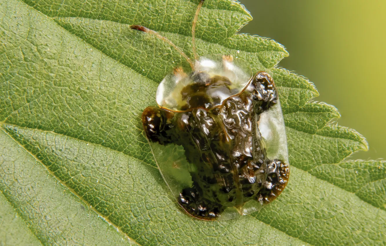 Photo wallpaper leaves, bokeh, Stephane, macro photography of insects, The mace-moustached turtle, The North American beetle, Cassidinae, …
