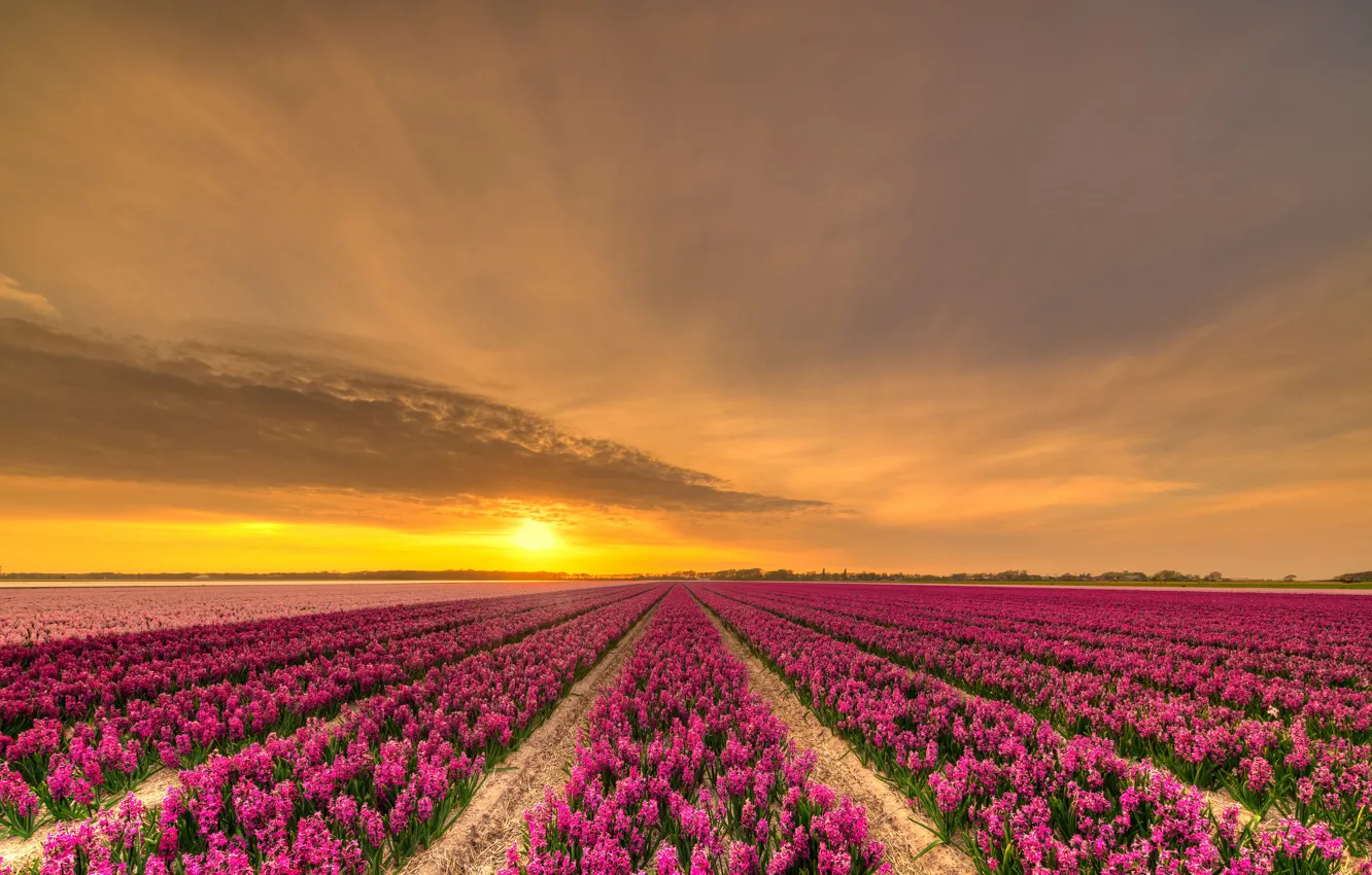 Photo wallpaper field, the sky, the sun, clouds, sunset, flowers, beauty, the evening