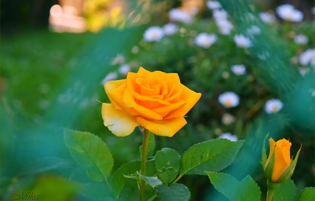Photo wallpaper rose, Yellow rose, Yellow rose
