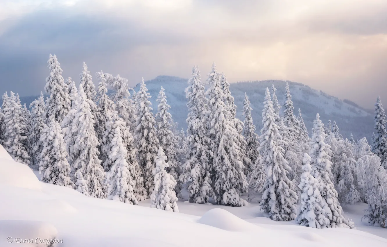 Photo wallpaper winter, frost, forest, snow, mountains, fog, morning, ate