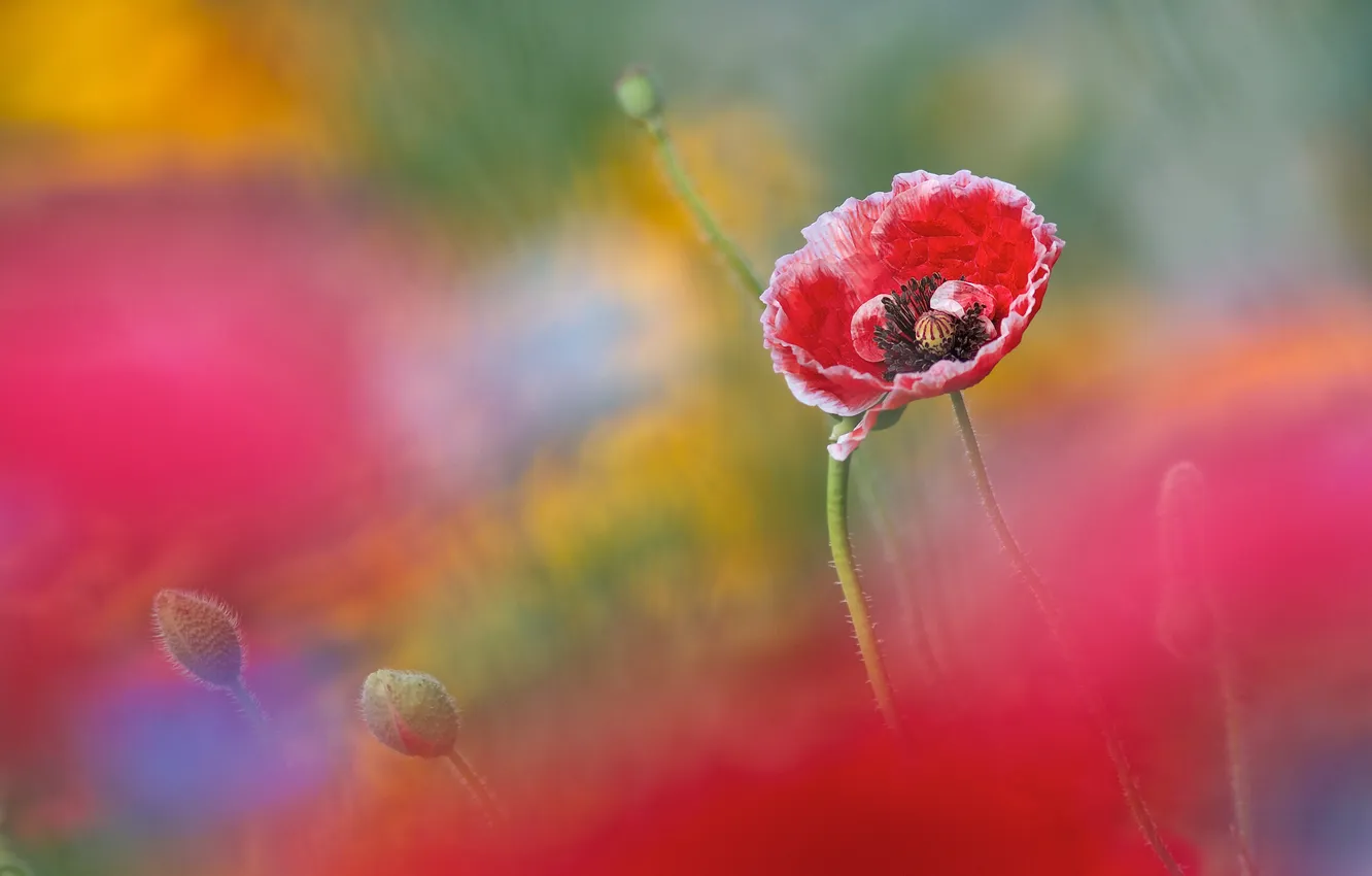 Photo wallpaper flowers, background, Mac, blur, buds, white-red