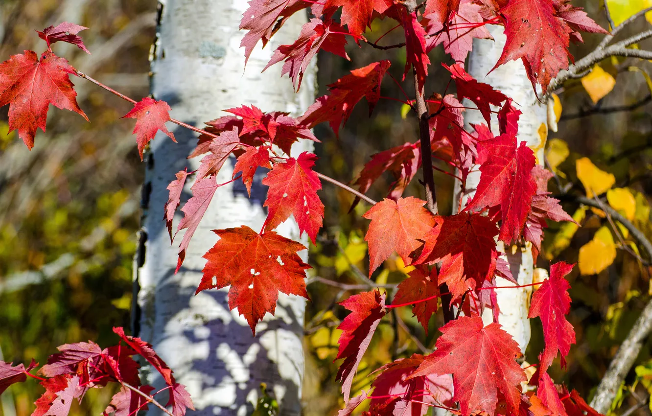 Photo wallpaper autumn, leaves, tree, trunk, the crimson