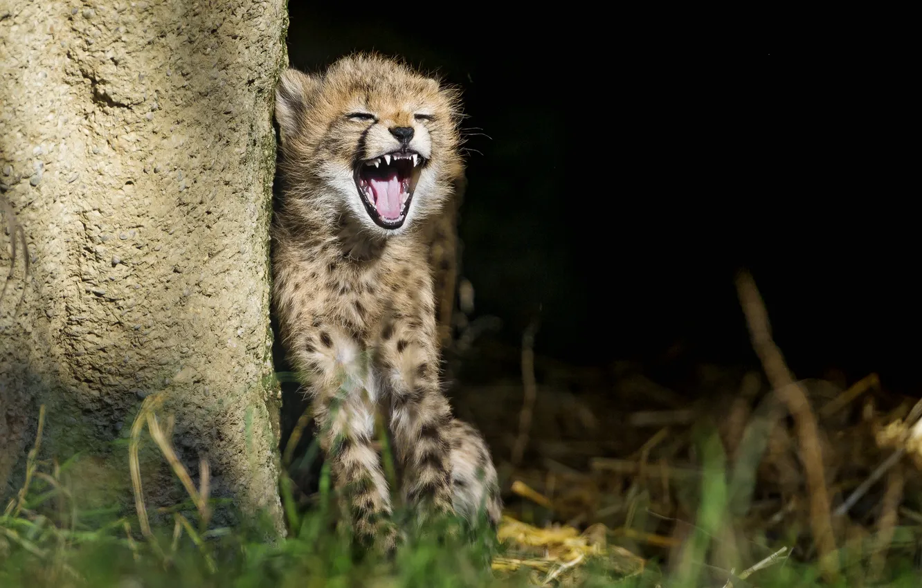 Photo wallpaper cat, grass, the sun, mouth, Cheetah, cub, kitty, yawns