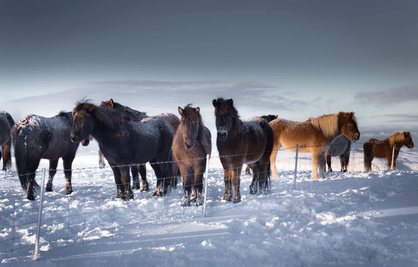 Photo wallpaper winter, snow, horses, Iceland
