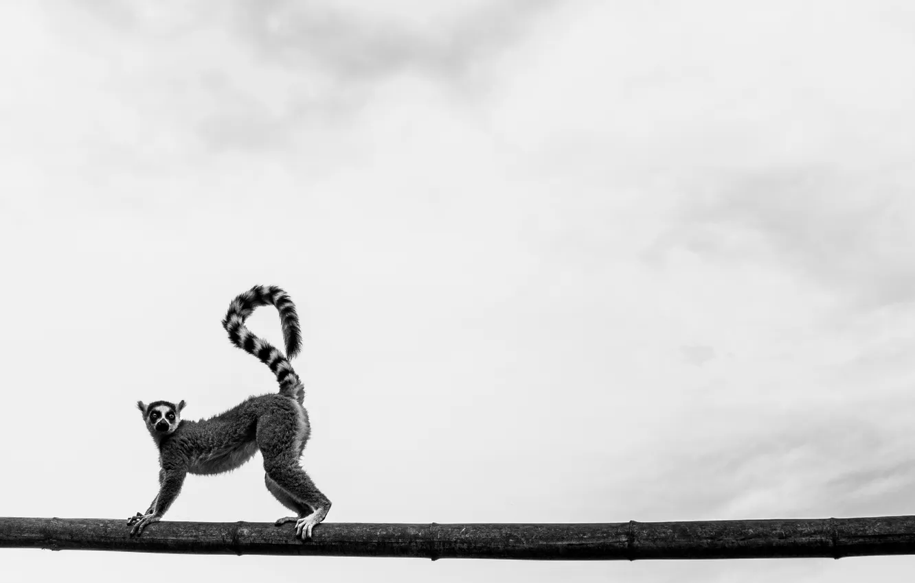 Photo wallpaper animal, wool, b/W, tail, black and white, lemur