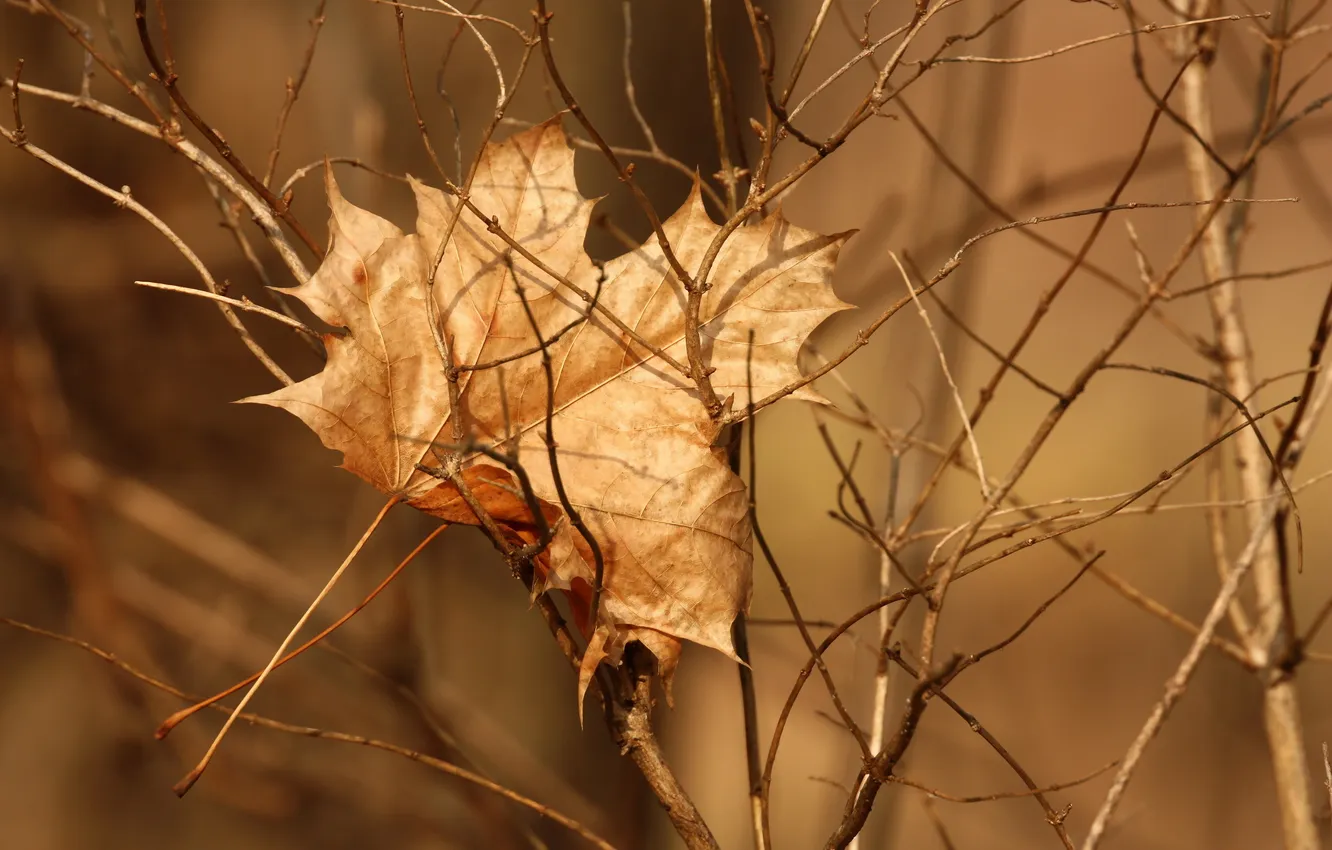 Photo wallpaper autumn, leaves, nature