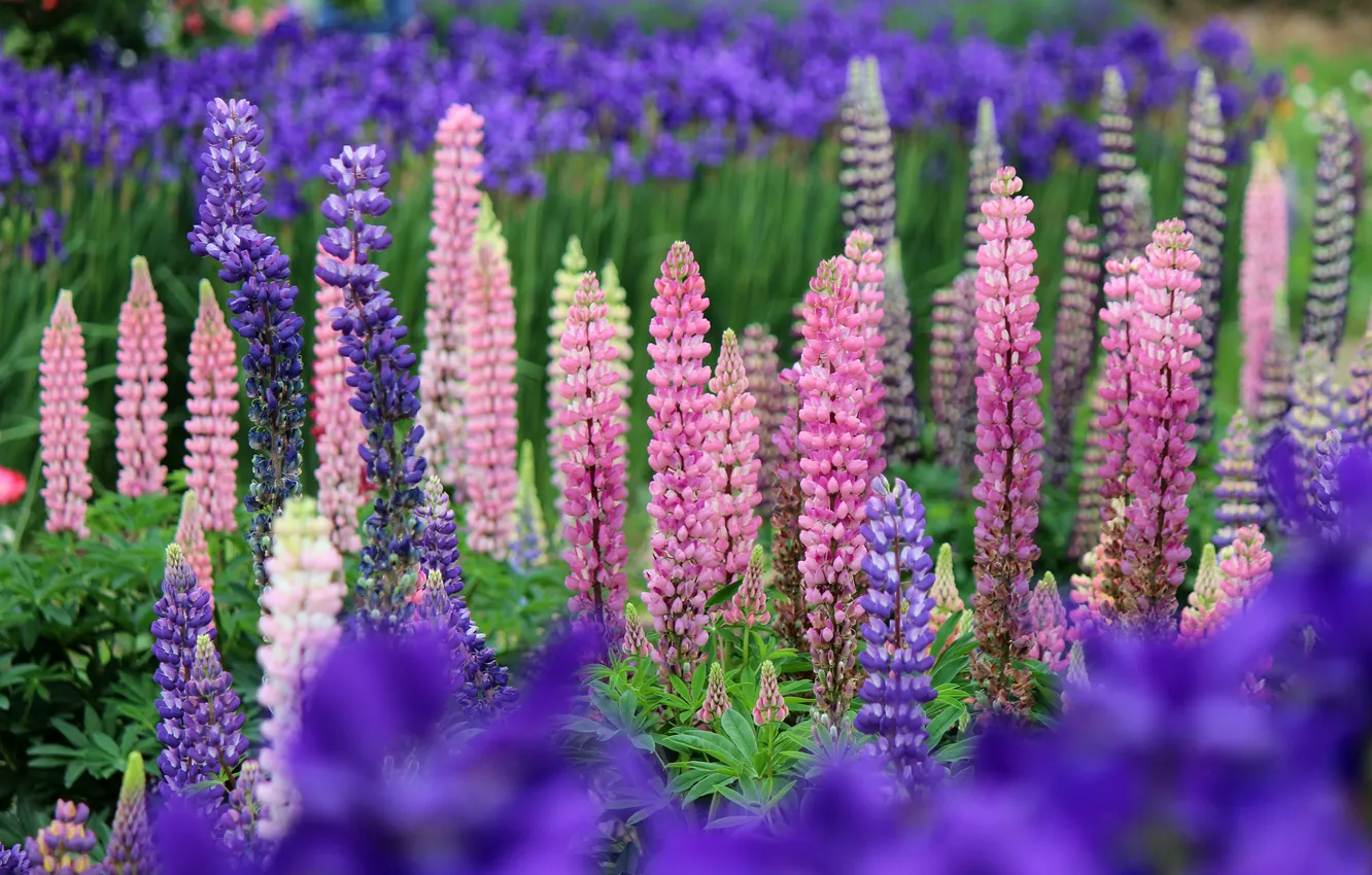 Photo wallpaper flowers, blue, nature, pink, lupins