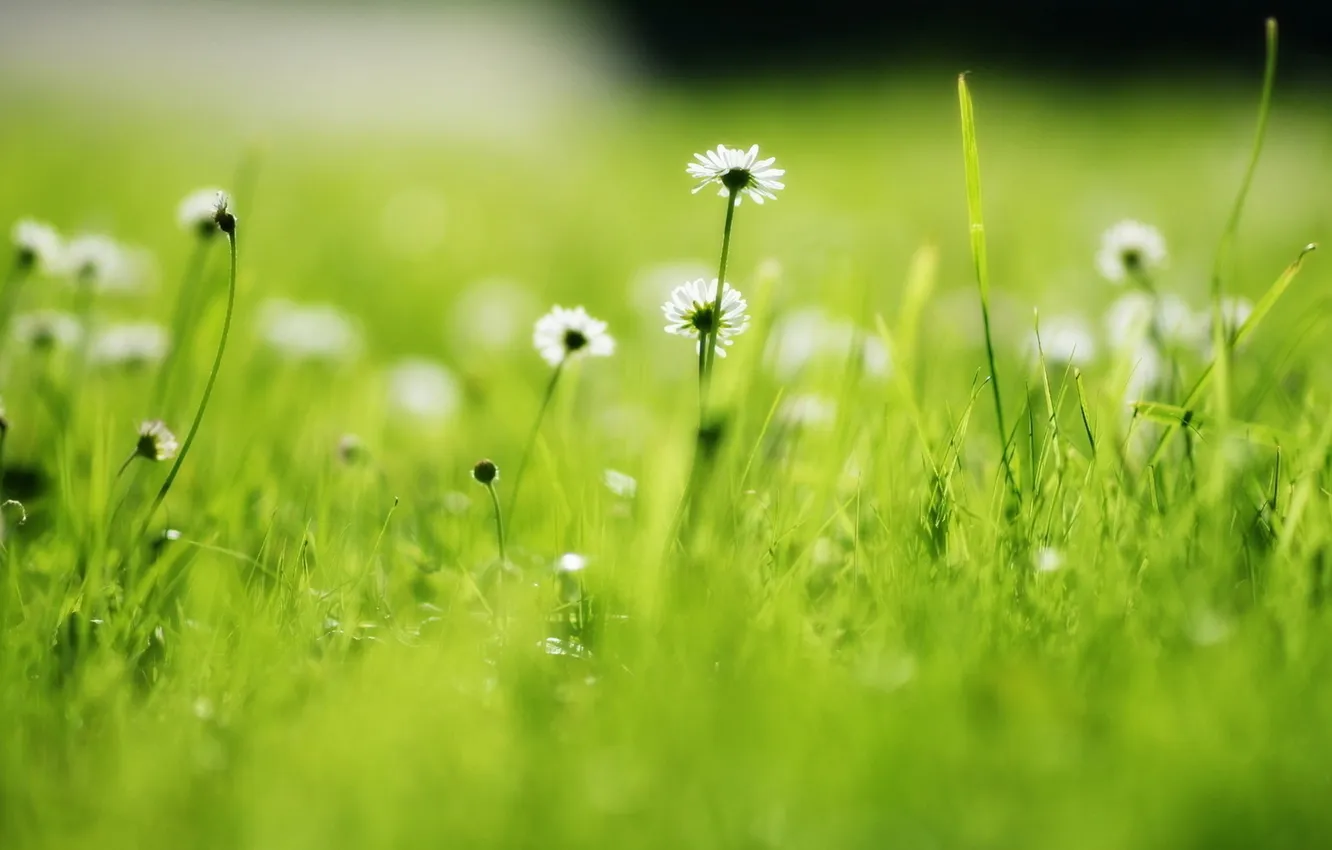 Photo wallpaper field, grass, nature, stems, petals, blur, Daisy