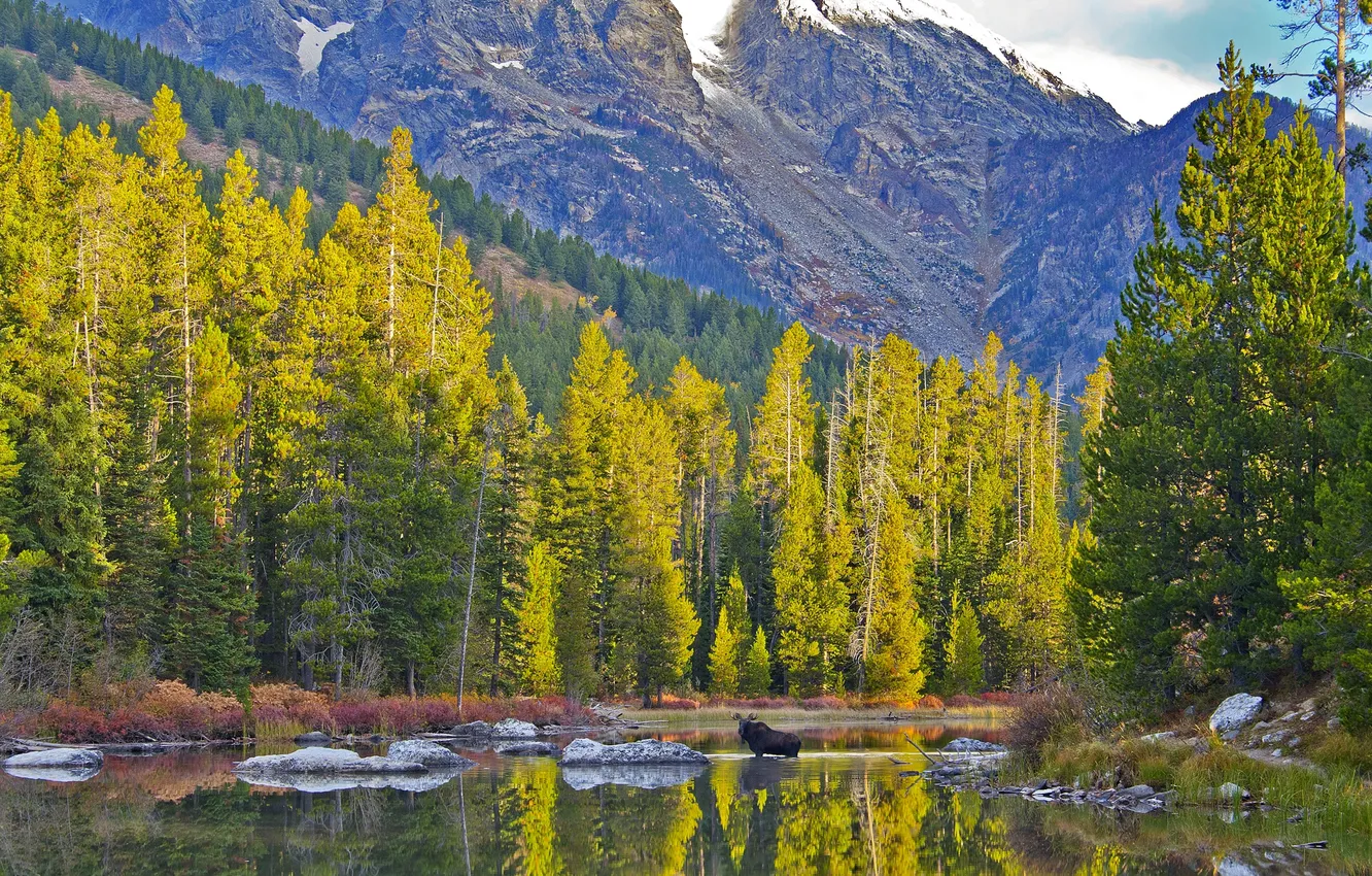 Photo wallpaper autumn, the sky, trees, mountains, lake, animal, moose