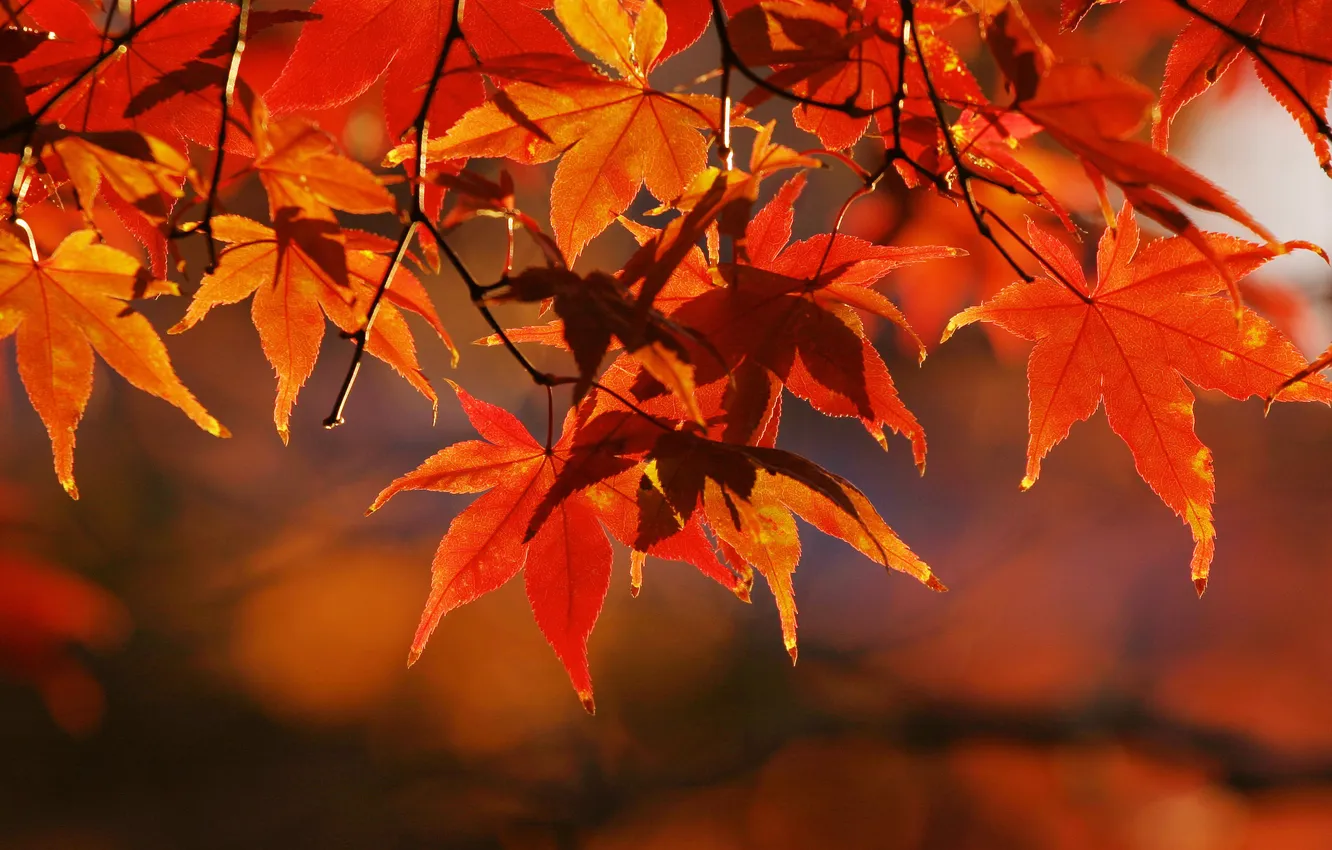 Photo wallpaper autumn, leaves, macro, trees, branches, nature, branch, photos