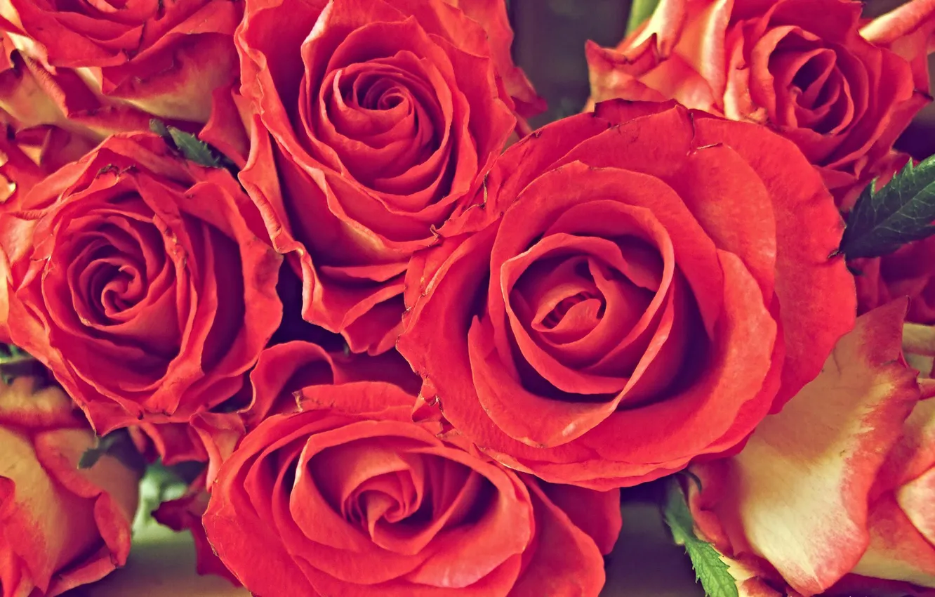 Photo wallpaper red, roses, bouquet