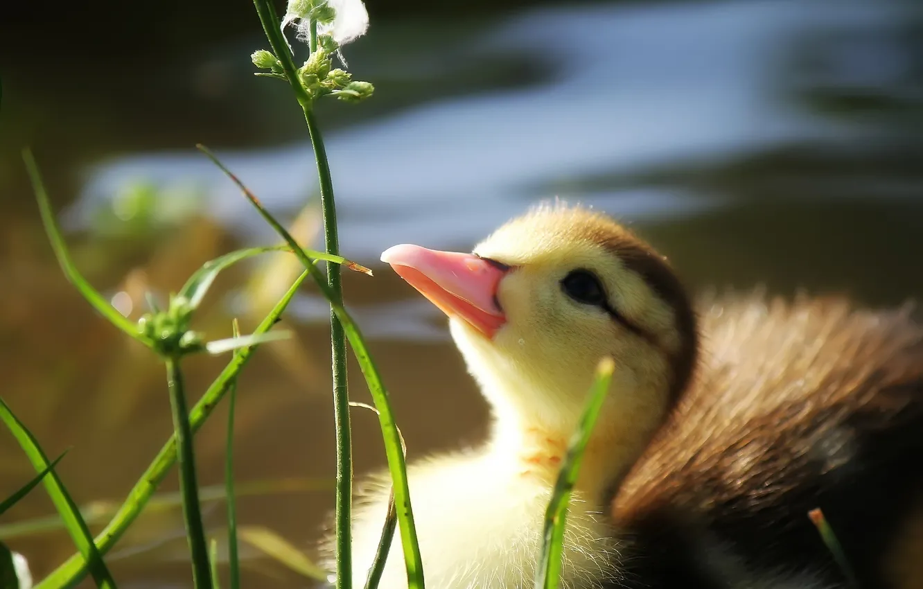 Photo wallpaper grass, water, pond, duck, beak, duck