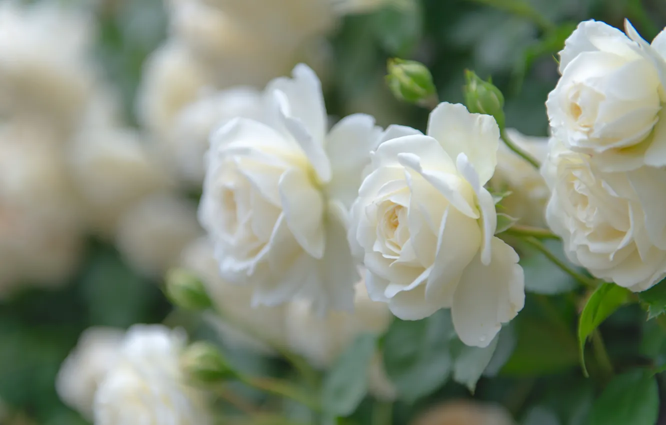 Photo wallpaper macro, roses, petals, buds, white roses, bokeh