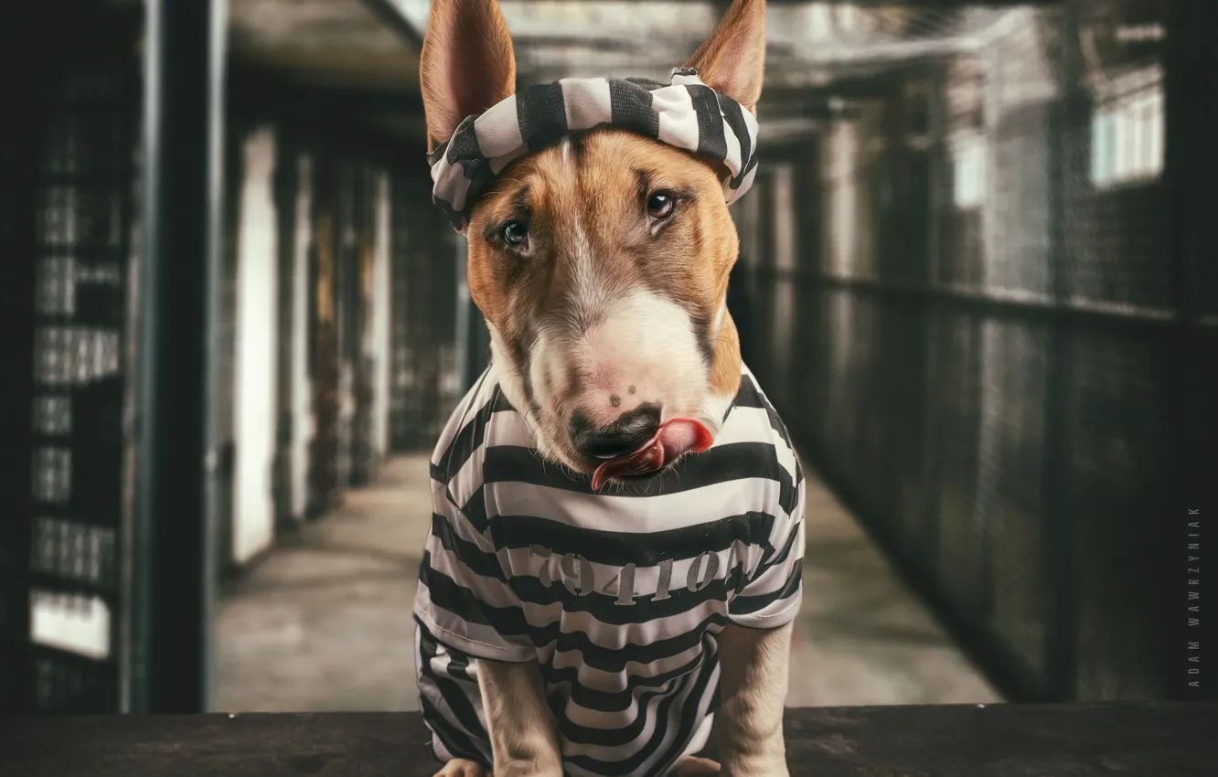 Photo wallpaper face, dog, prison, Bull Terrier, prisoner