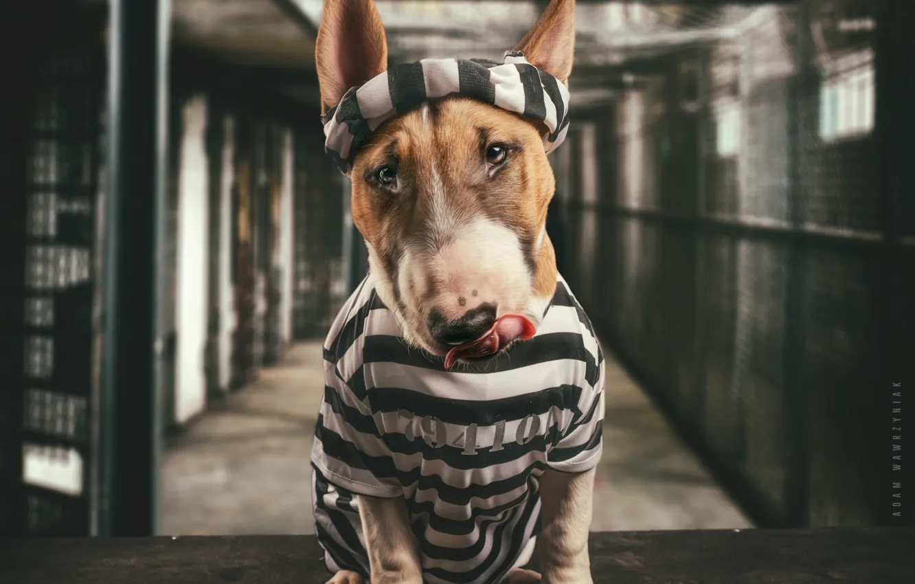 Photo wallpaper face, dog, bull Terrier, prison, prisoner