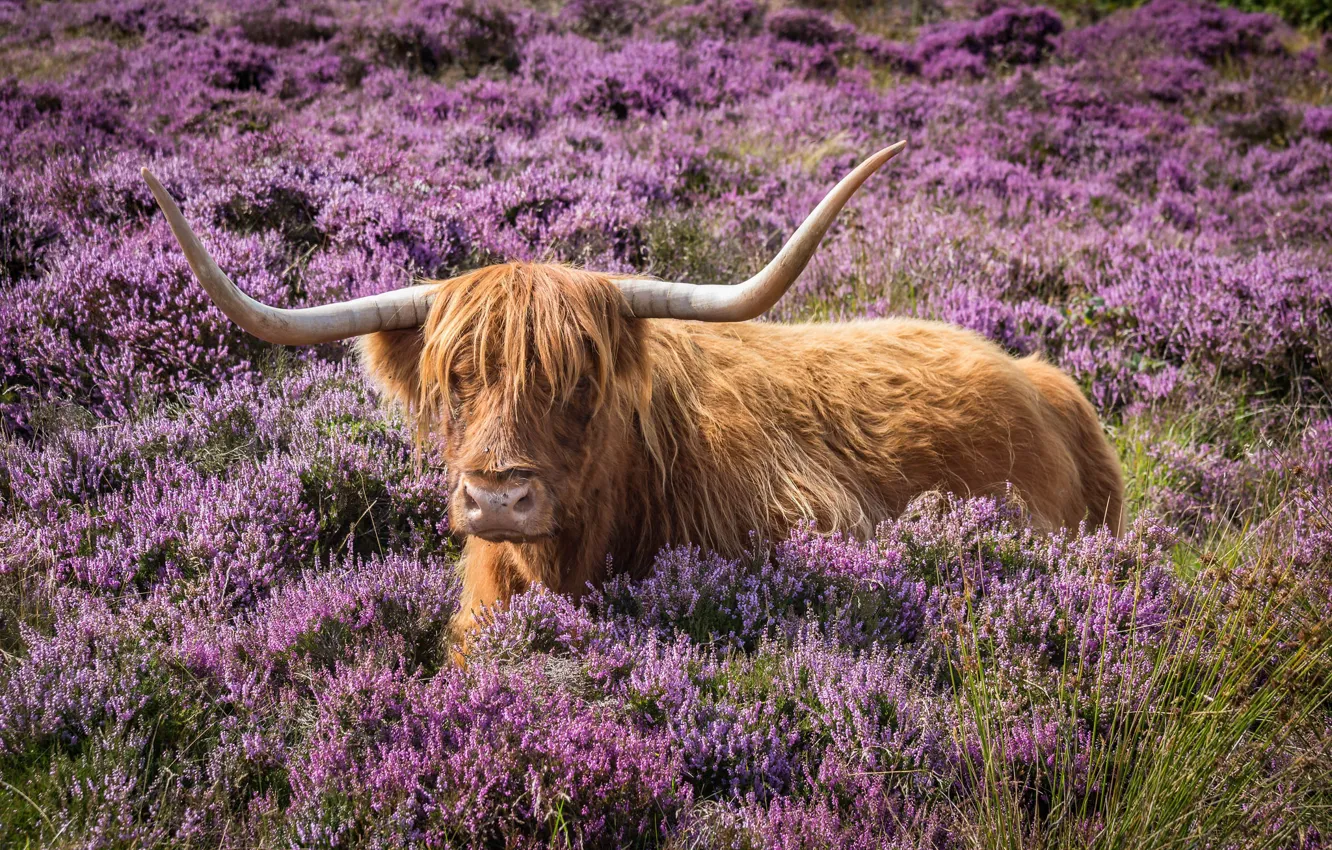 Photo wallpaper flowers, nature, meadow, horns, bull