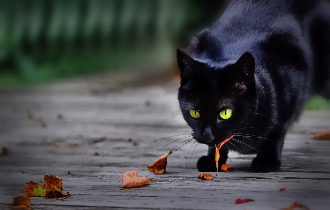 Photo wallpaper leaves, cat, black cat