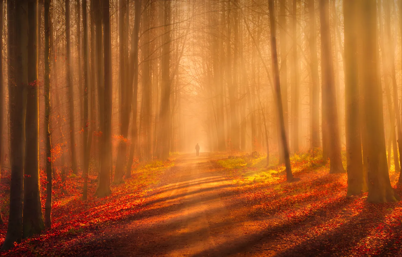 Photo wallpaper forest, trees, nature, track