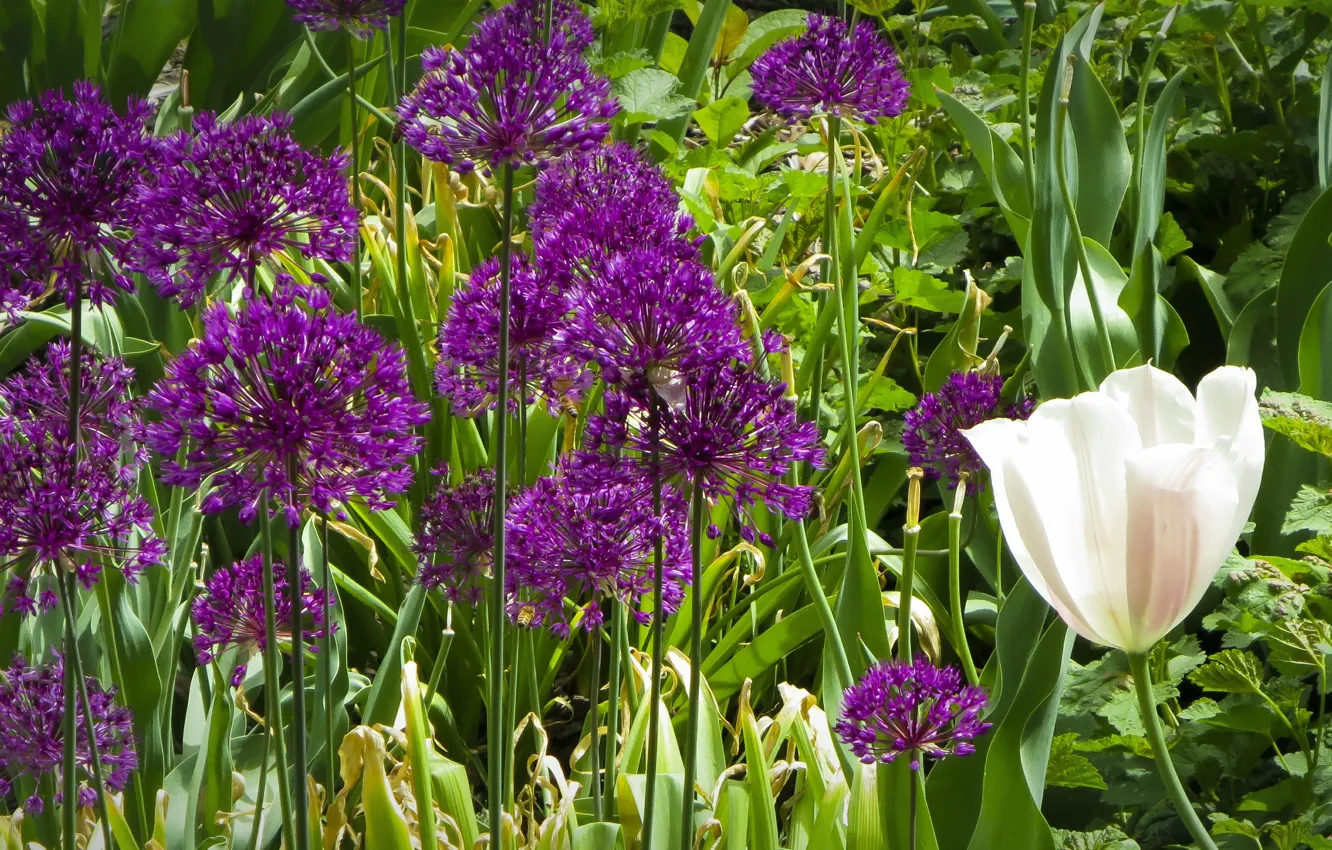 Photo wallpaper white, Tulip, Flowers, purple, white, flowers, purple, tulip