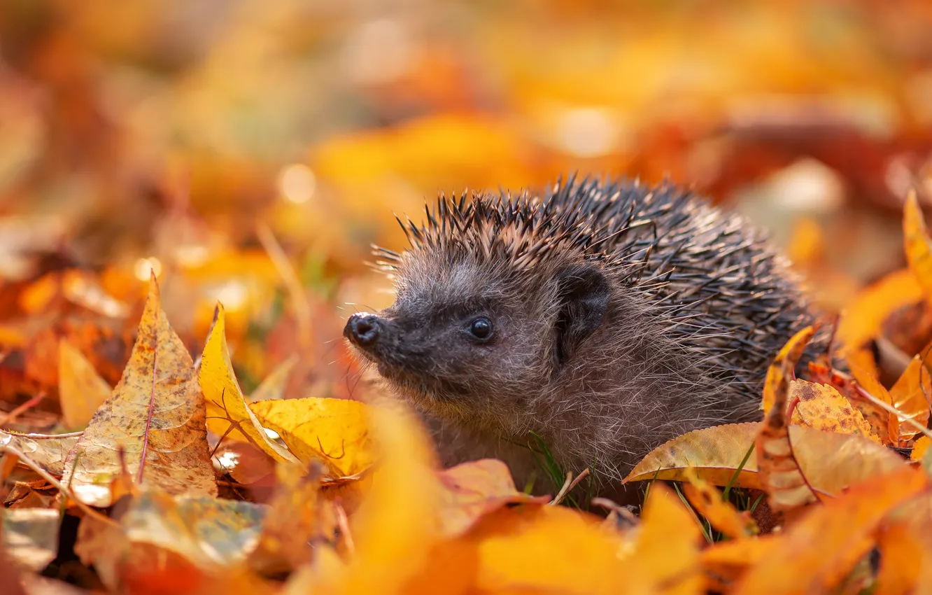 Photo wallpaper autumn, hedgehog, fallen leaves, yellow leaves