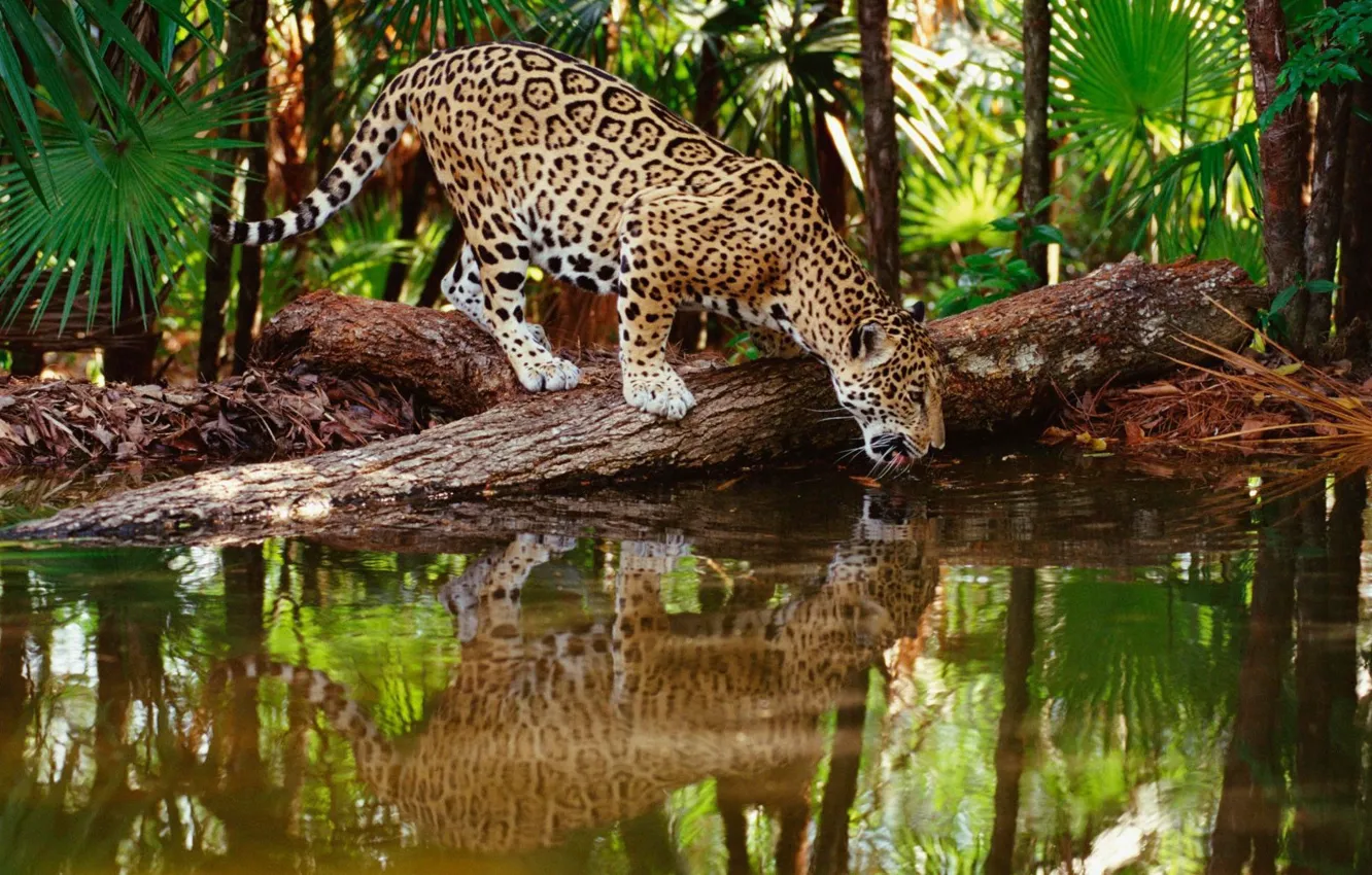 Photo wallpaper jungle, jaguar, water, wildlife