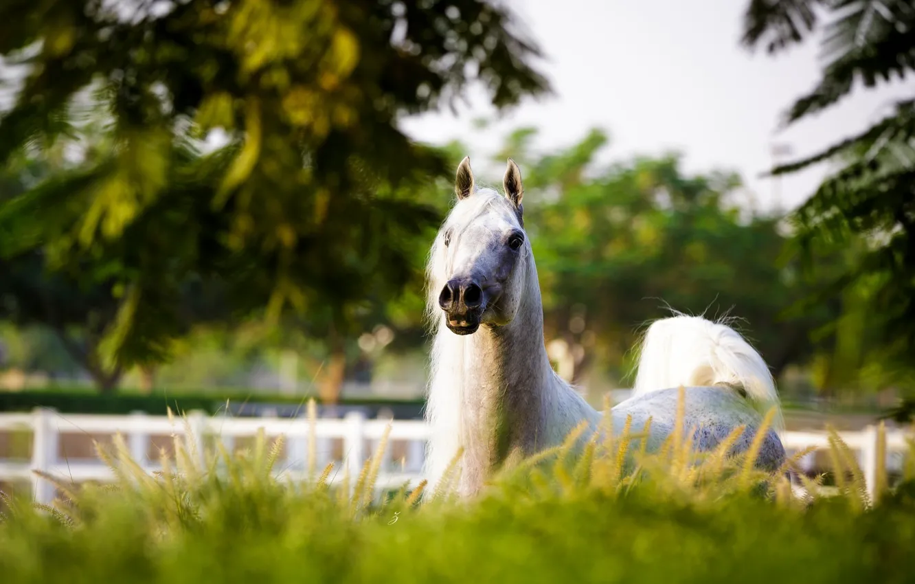 Photo wallpaper face, horse, horse, mane, posing