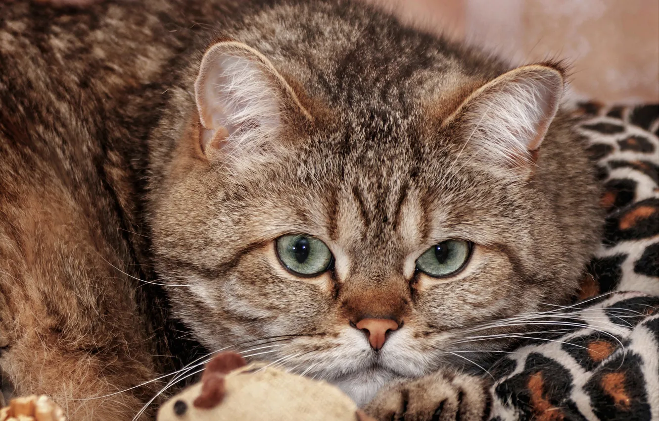 Photo wallpaper cat, cat, look, pose, toy, portrait, mouse, lies