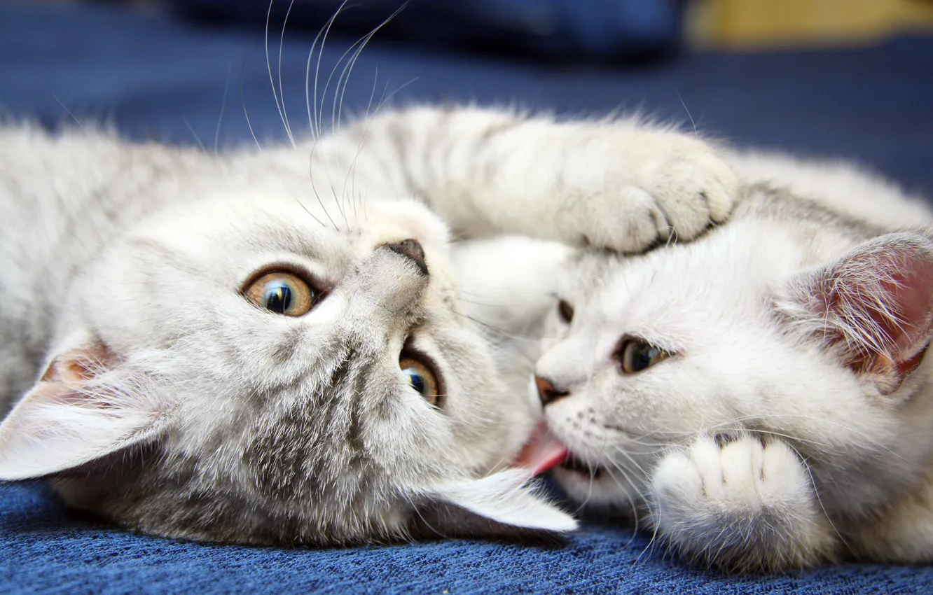 Photo wallpaper cats, cute, kittens