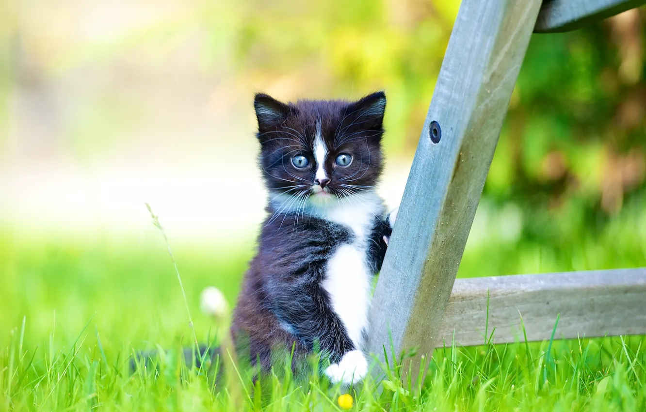 Photo wallpaper grass, look, baby, kitty, bokeh