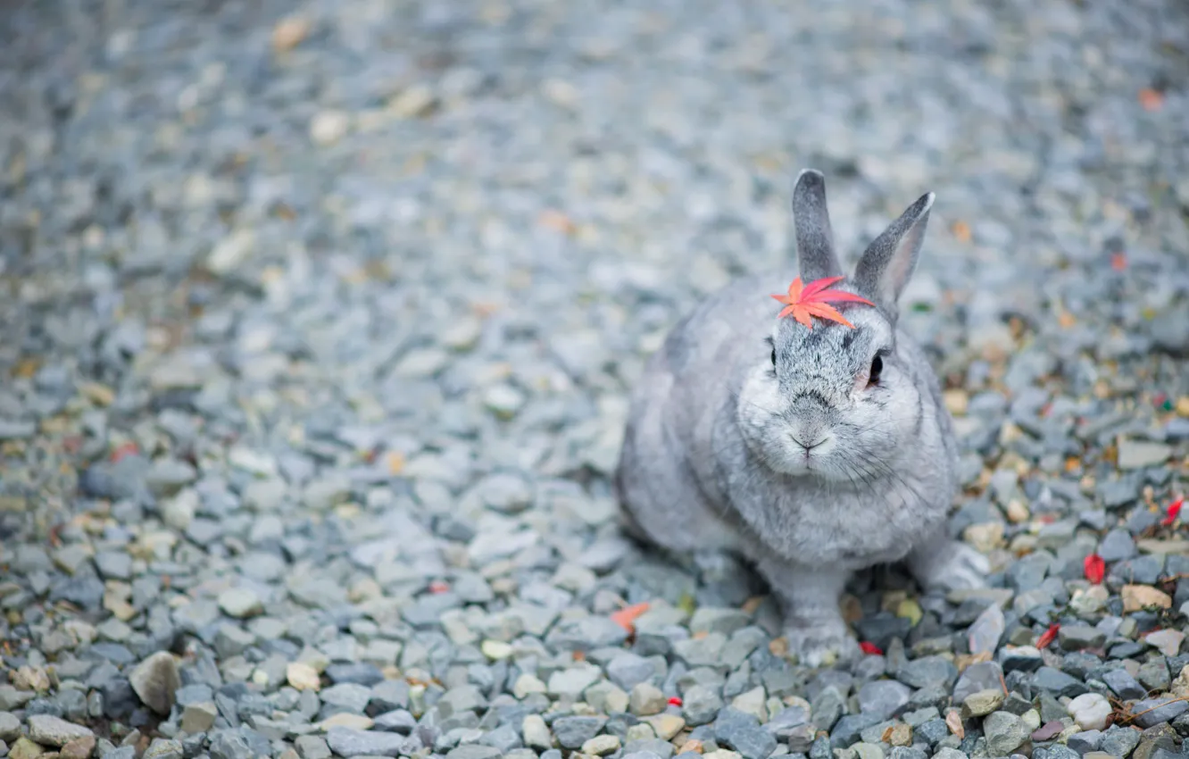 Photo wallpaper blur, rabbit, leaf, pebbles