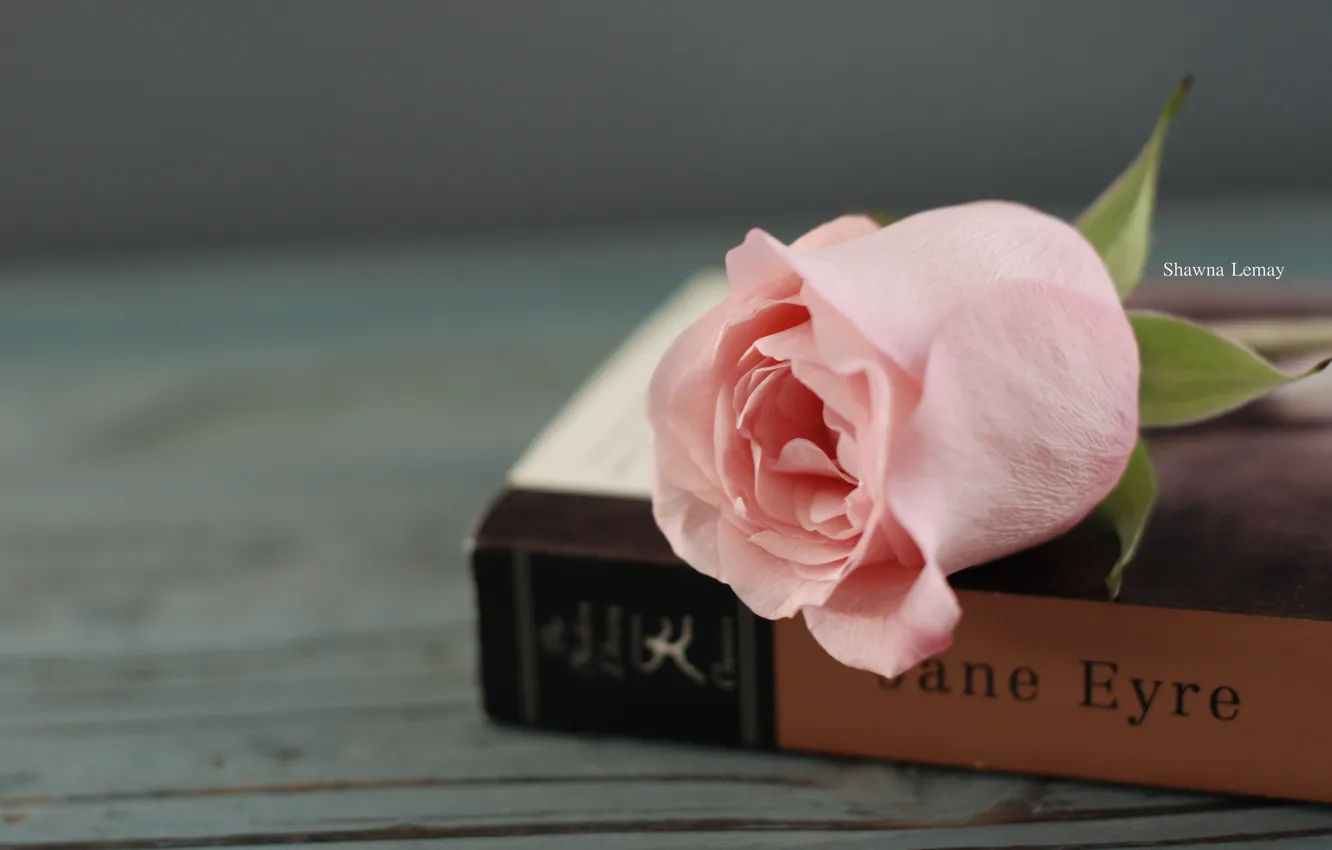 Photo wallpaper leaves, flowers, background, Wallpaper, pink, mood, rose, book