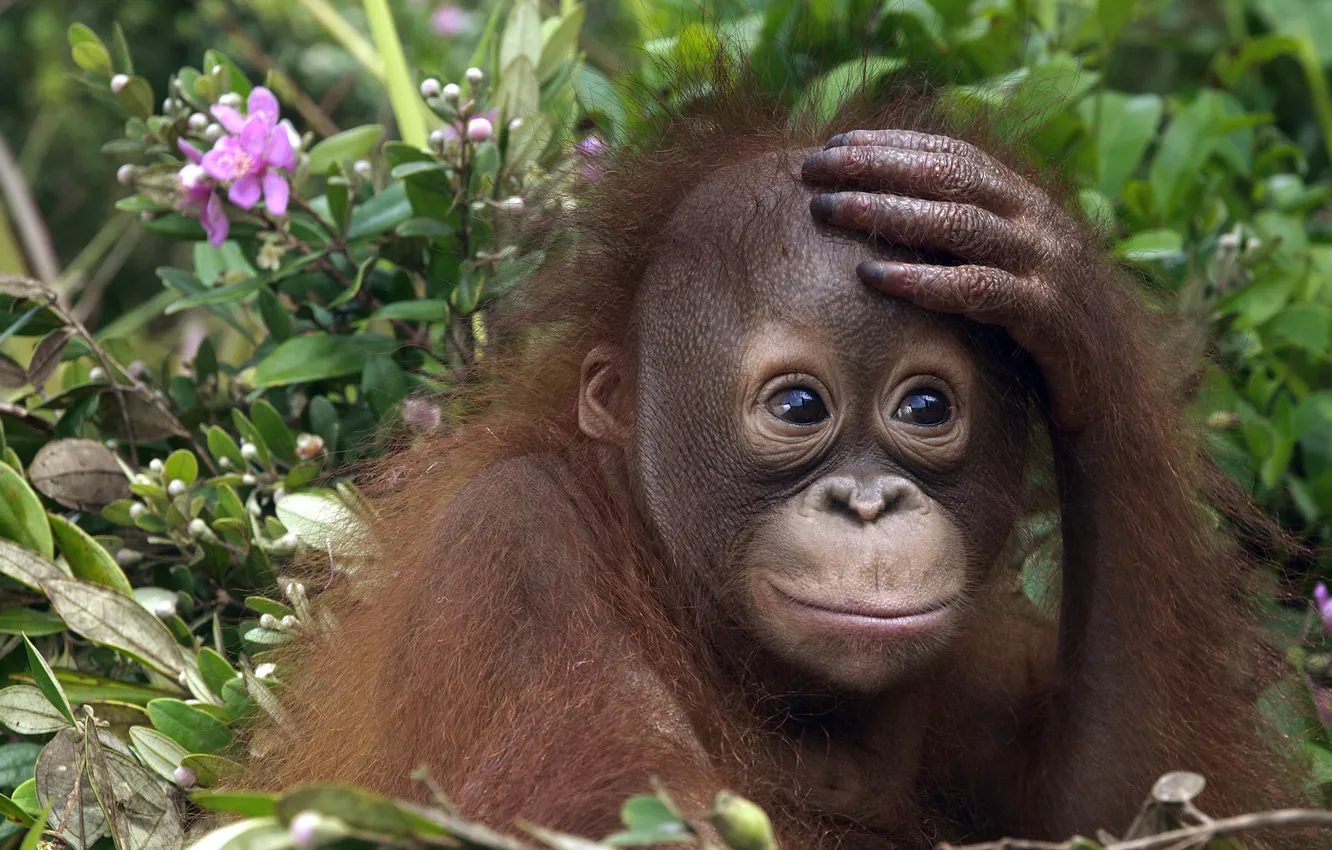 Photo wallpaper monkey, cub, orangutan