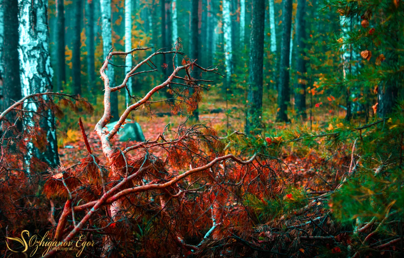 Photo wallpaper autumn, Nature, Forest, Pervouralsk