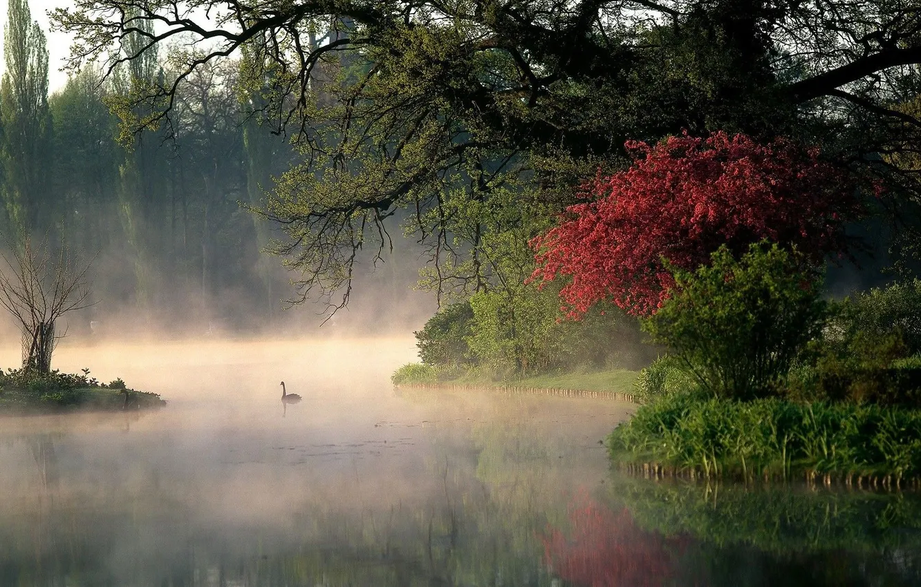 Photo wallpaper forest, grass, trees, landscape, nature, fog, river, plants