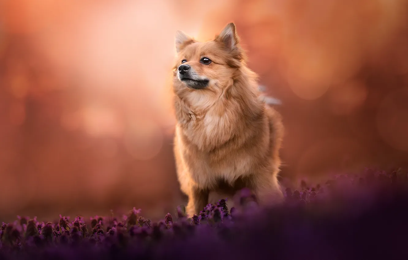Photo wallpaper flowers, background, dog, lavender, doggie, Pomeranian