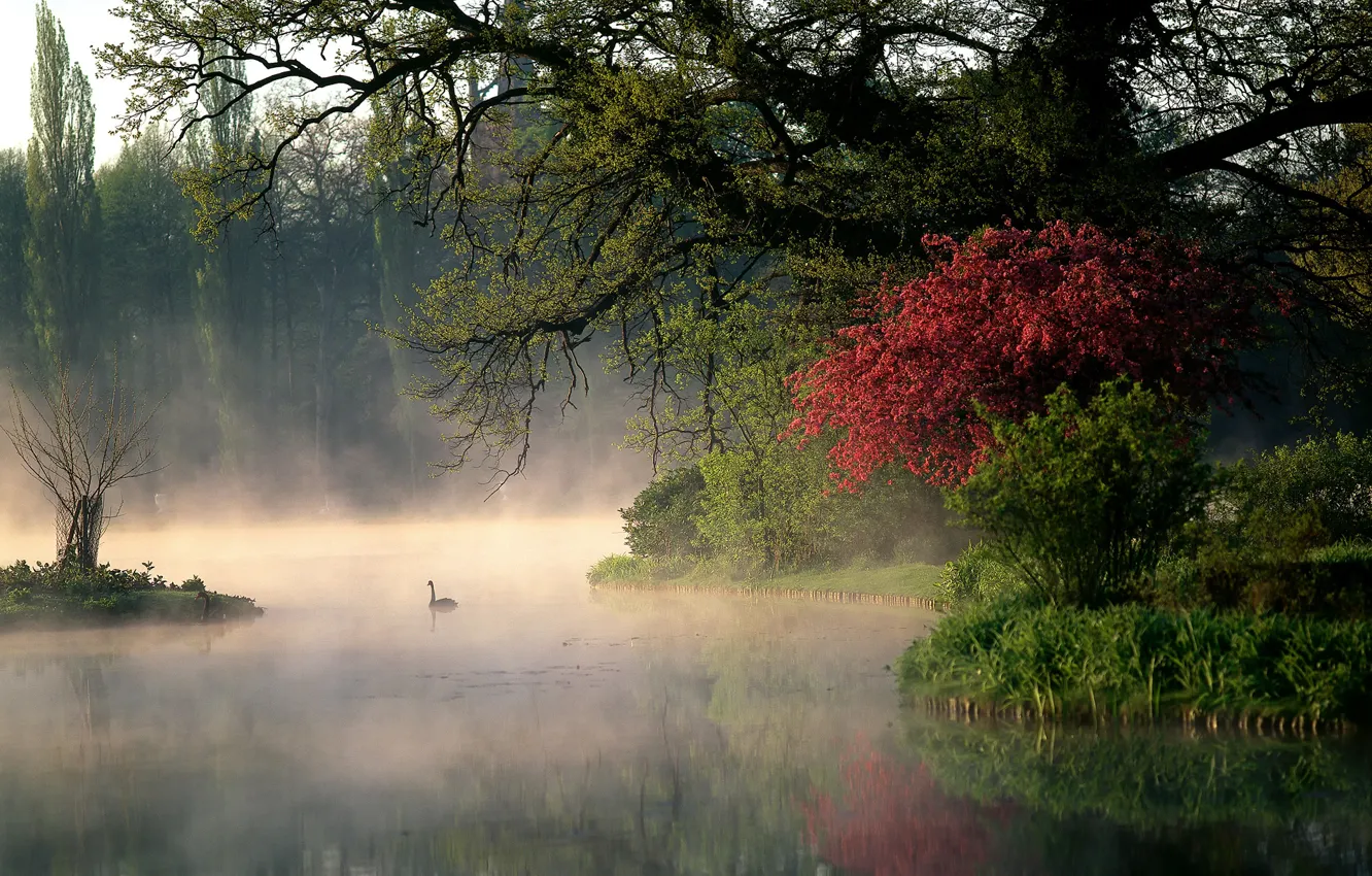 Photo wallpaper trees, nature, Park, river, morning, Germany, couples, swans