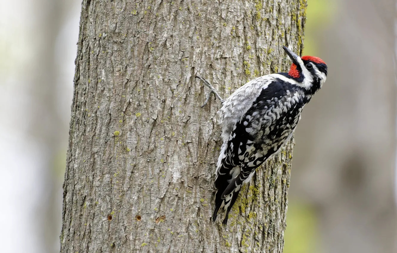 Photo wallpaper trees, bird, woodpecker