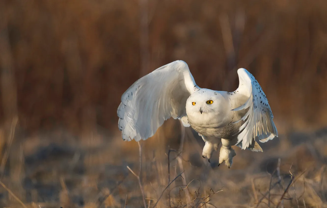 Photo wallpaper white, flight, nature, owl, bird, wings, stroke, the scope