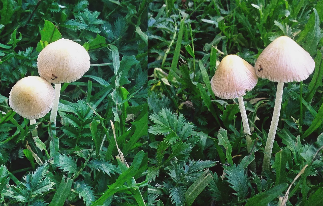 Photo wallpaper autumn, mushrooms, September 2024, Konocybe dairy