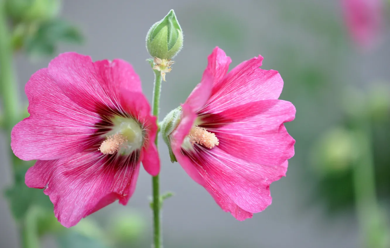 Photo wallpaper flowers, petals, mallow