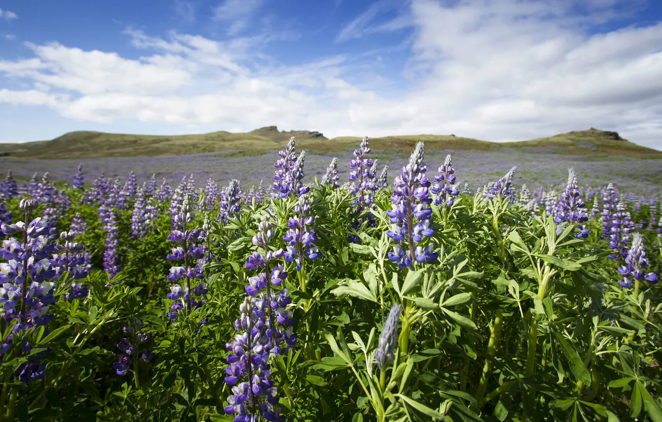 Photo wallpaper field, flowers, hills, lupins