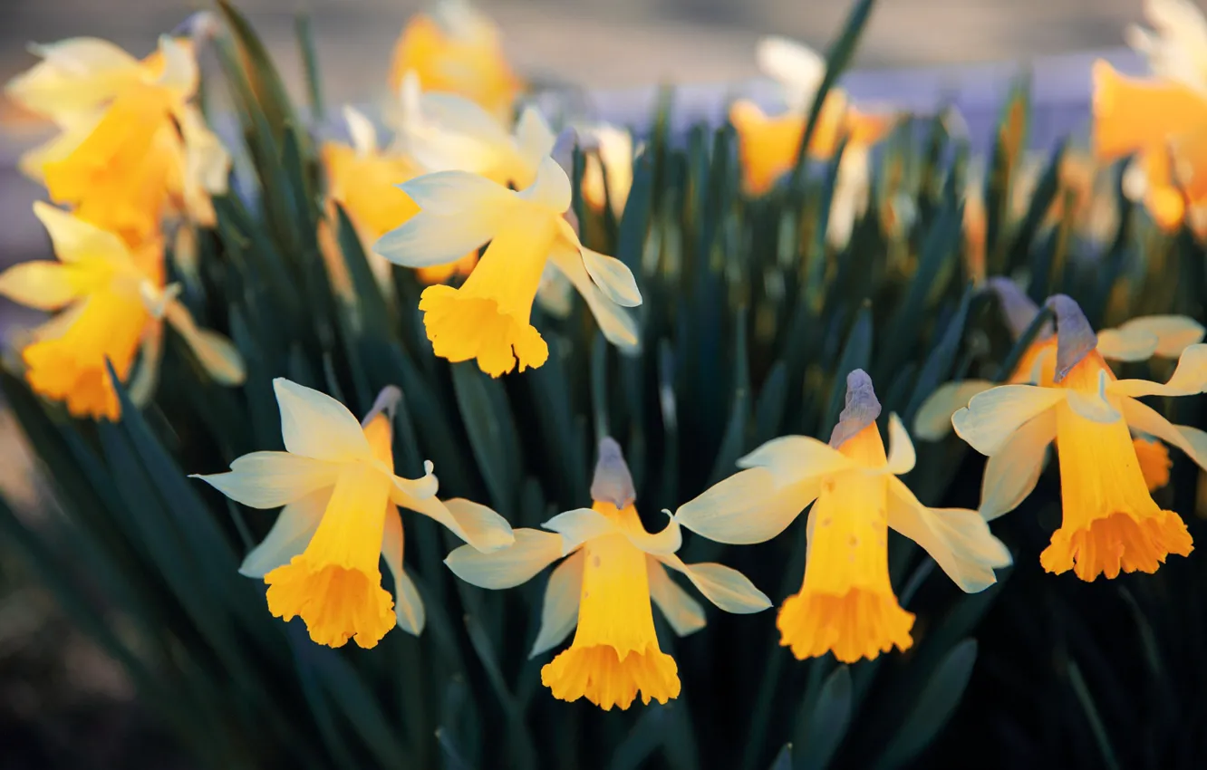 Photo wallpaper flowers, spring, daffodils