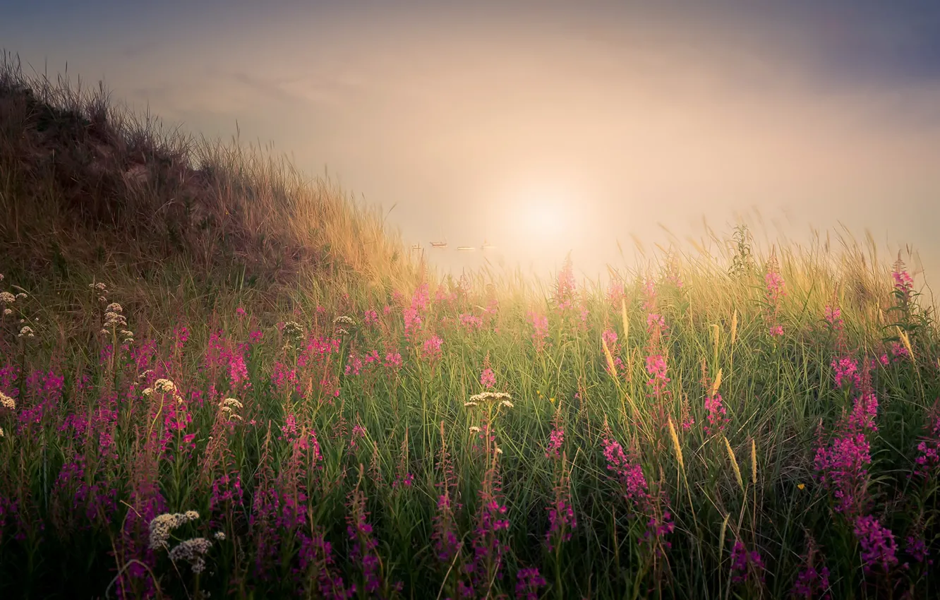 Photo wallpaper field, light, flowers, fog, morning