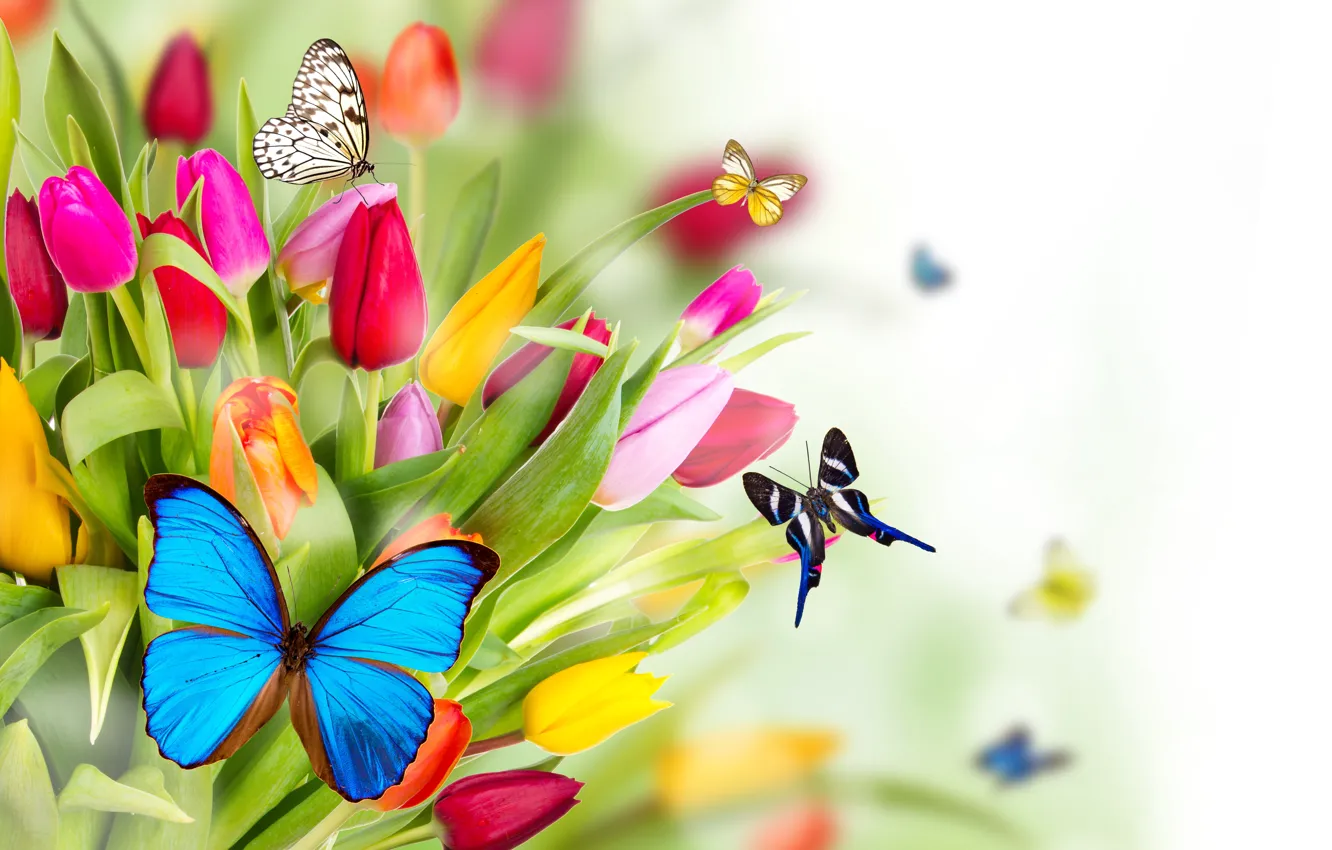 Photo wallpaper flowers, butterfly, spring, tulips