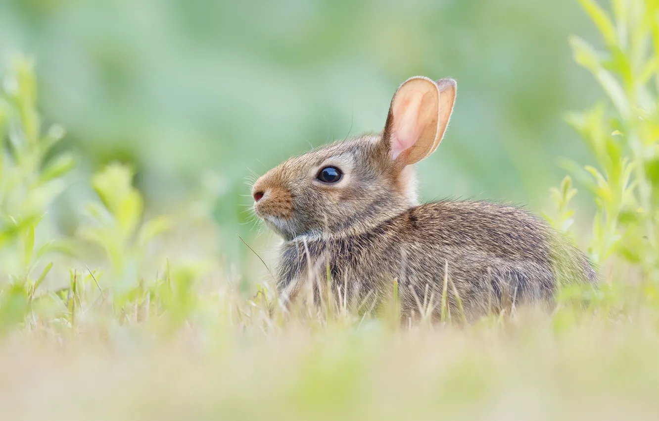 Photo wallpaper grass, rabbit, Vladimir Morozov