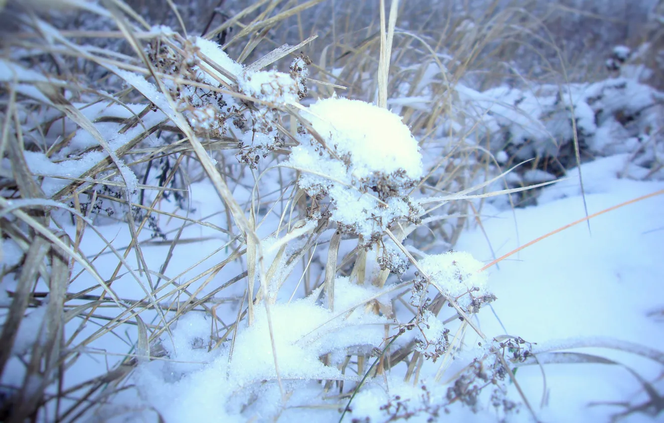 Photo wallpaper grass, snow, Winter