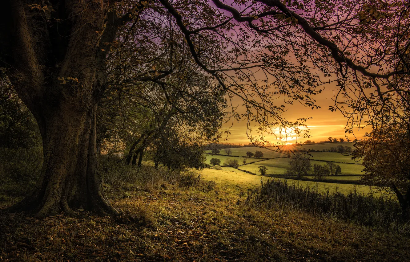 Photo wallpaper field, leaves, trees, sunset, branch, the countryside, orange sky, short wall