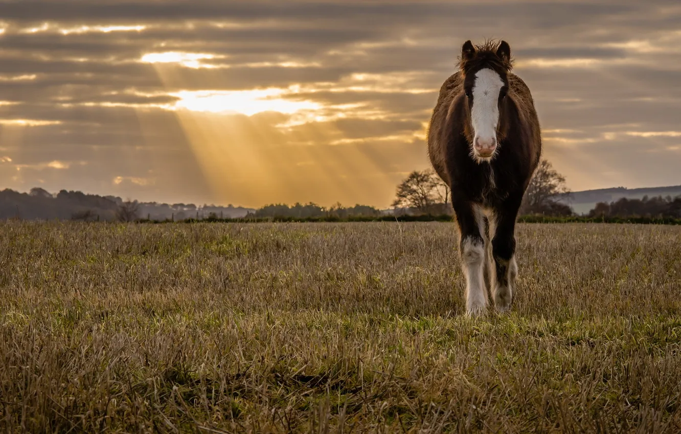 Photo wallpaper field, nature, horse