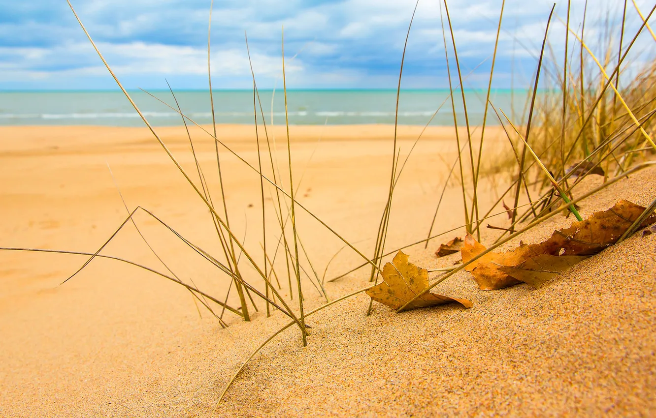 Photo wallpaper sand, sea, the sky, grass, leaves