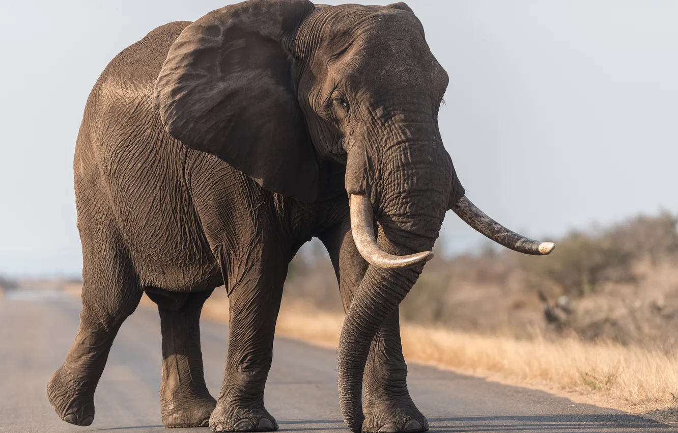 Photo wallpaper road, sky, big, blue, elephant, mammal, walking, backgrou